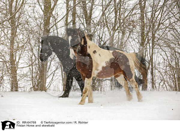 Friese und Schecke / Frisian Horse and skewbald / RR-64768