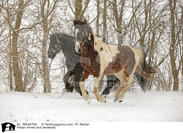 Friese und Schecke / Frisian Horse and skewbald / RR-64769