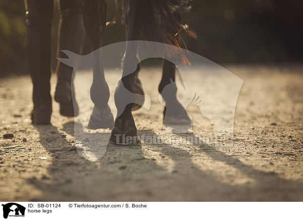 Pferdebeine / horse legs / SB-01124