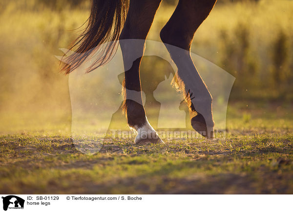 Pferdebeine / horse legs / SB-01129