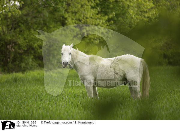 stehendes Pferd / standing Horse / SK-01029