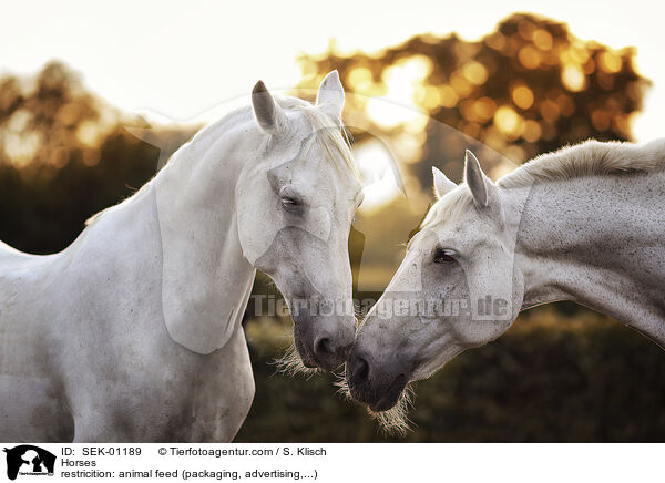 Pferde / Horses / SEK-01189