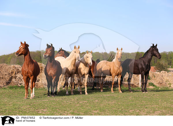 Pferdeherde / herd of horses / PM-07852