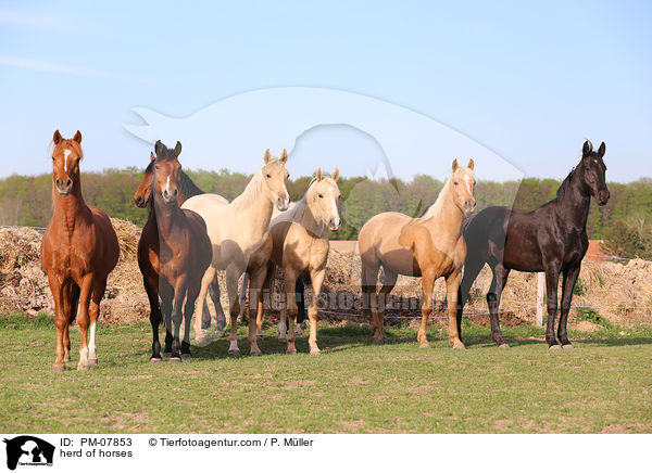 Pferdeherde / herd of horses / PM-07853