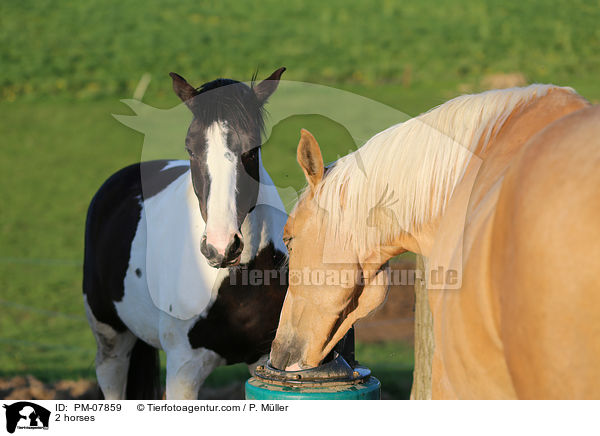 2 Pferde / 2 horses / PM-07859