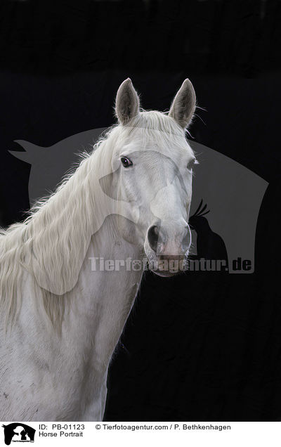 Horse Portrait / PB-01123