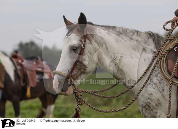 Pferde / horses / JM-09546