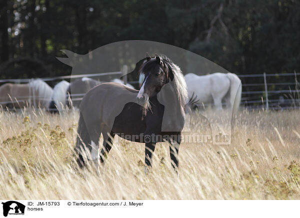Pferde / horses / JM-15793