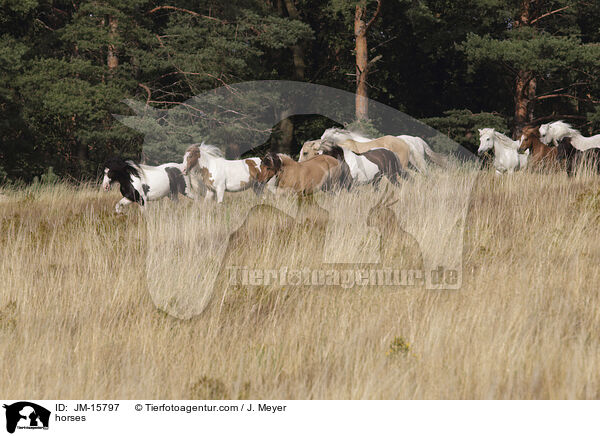 Pferde / horses / JM-15797