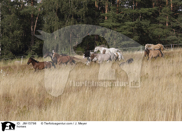 Pferde / horses / JM-15798