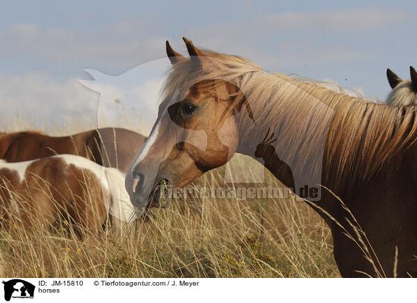 Pferde / horses / JM-15810