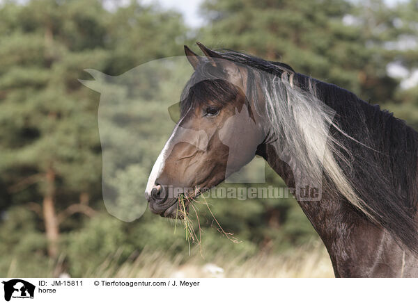 Pferd / horse / JM-15811
