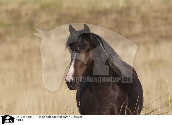 Pferd / horse / JM-15819
