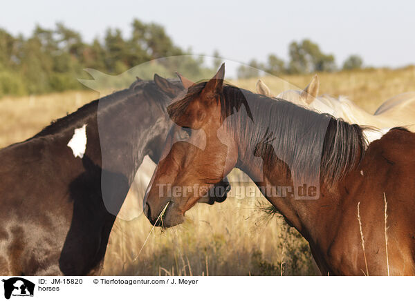 Pferde / horses / JM-15820