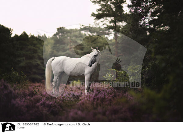horse / SEK-01782