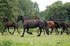 horses