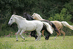 horses