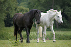 horses