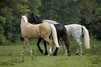 horses