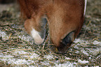horse eats hay