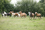 herd of horses