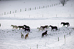 herd of horses