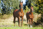 horses
