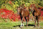 horses