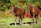 horses