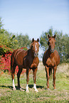 horses