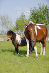 horses on meadow