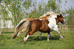 horses on meadow