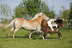 horses on meadow