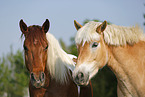 Pinto and Haflinger