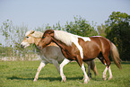 Pinto and Haflinger