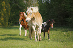 horses on meadow