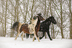 Frisian Horse and skewbald