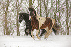 Frisian Horse and skewbald