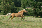 galloping Palomino
