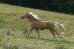 galloping Palomino