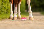 horse with baby shoes