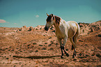 Horse in the desert