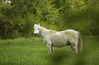 standing Horse