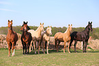 herd of horses