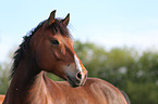 horse portrait