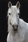Horse Portrait
