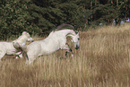 horses