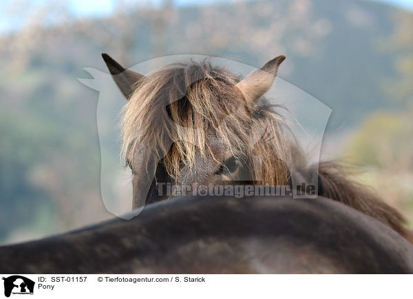 Huzule / Pony / SST-01157