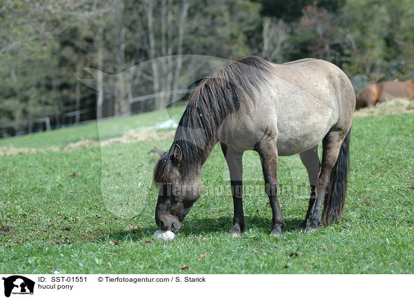 hucul pony / SST-01551