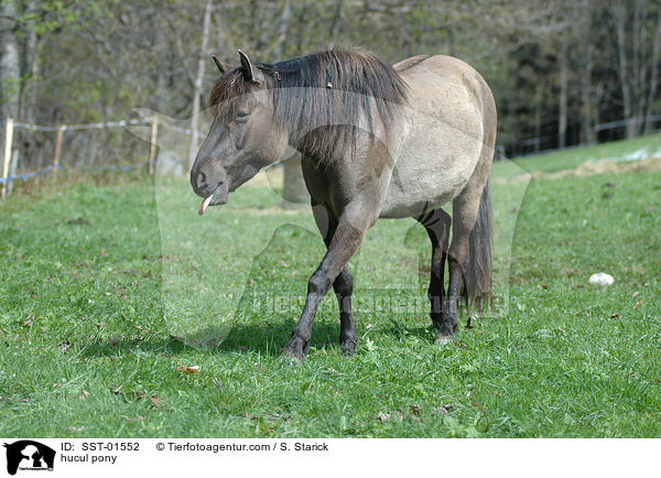 hucul pony / SST-01552